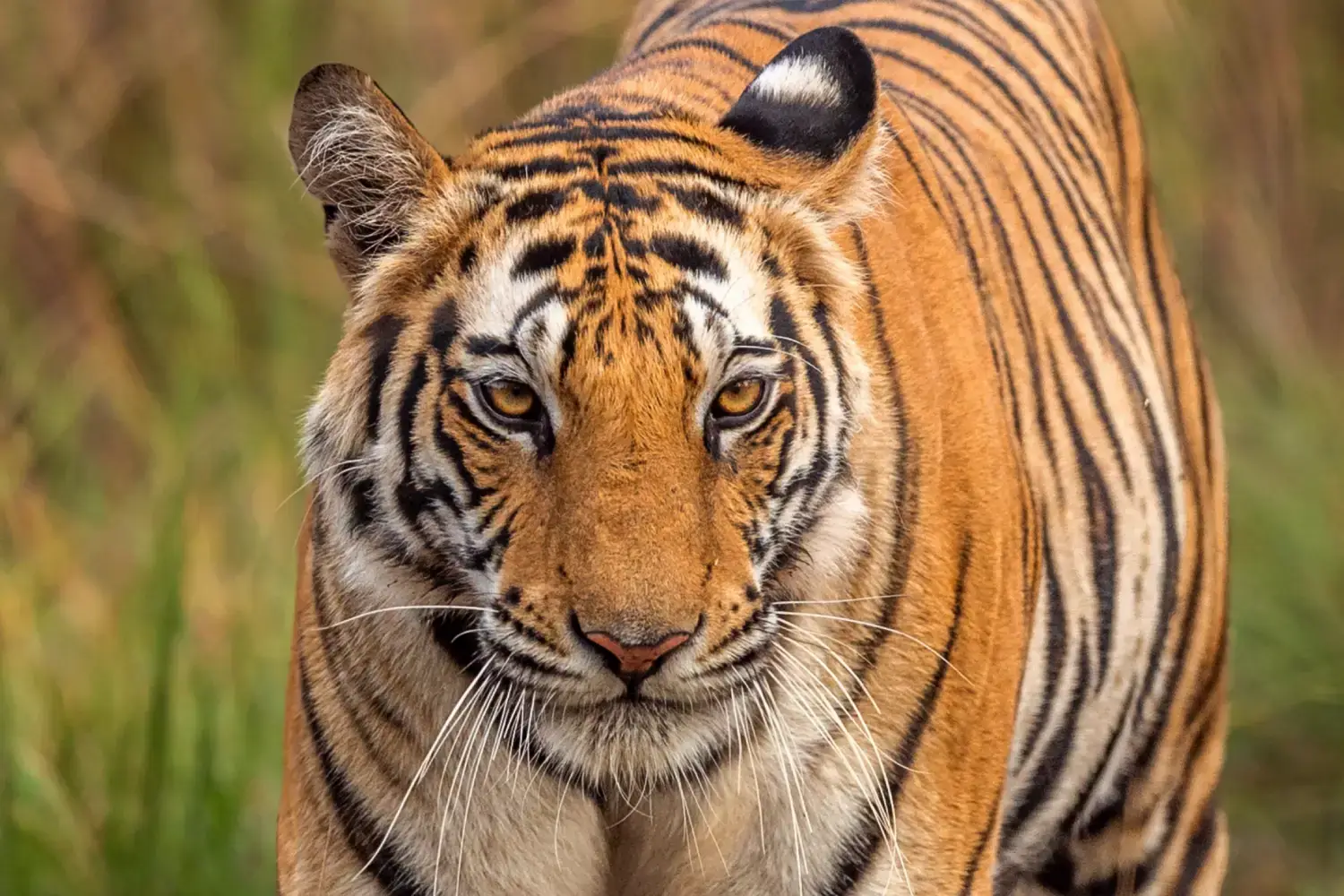 Royal Bengal Tiger- Wildlife in Kanha