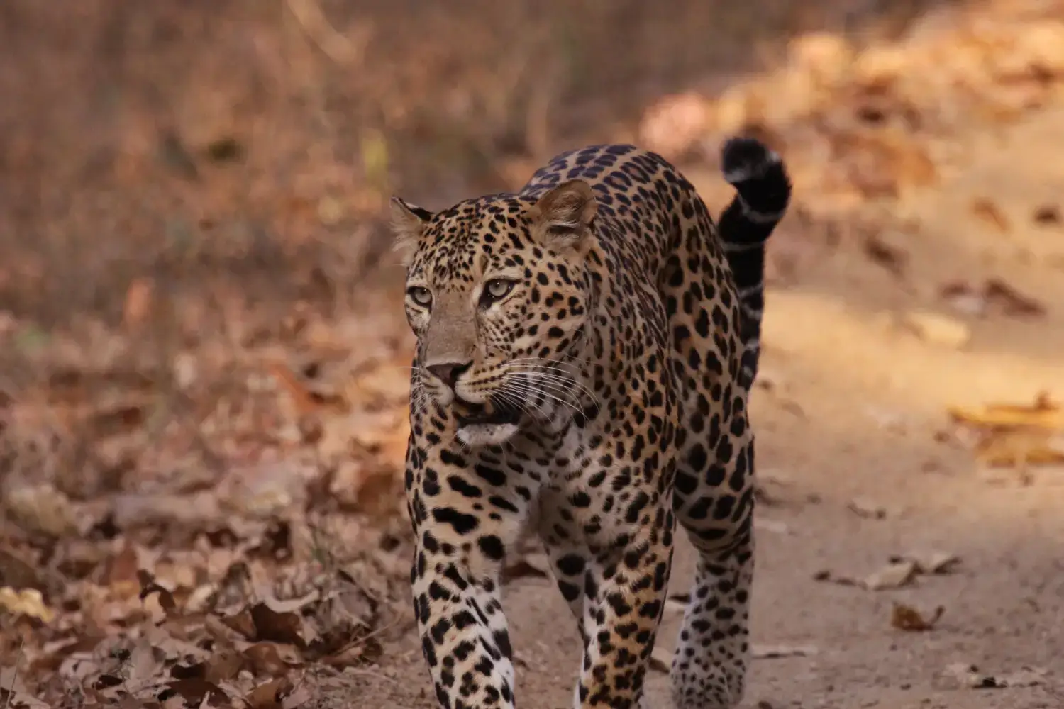 Leopard-Wildlife in Kanha