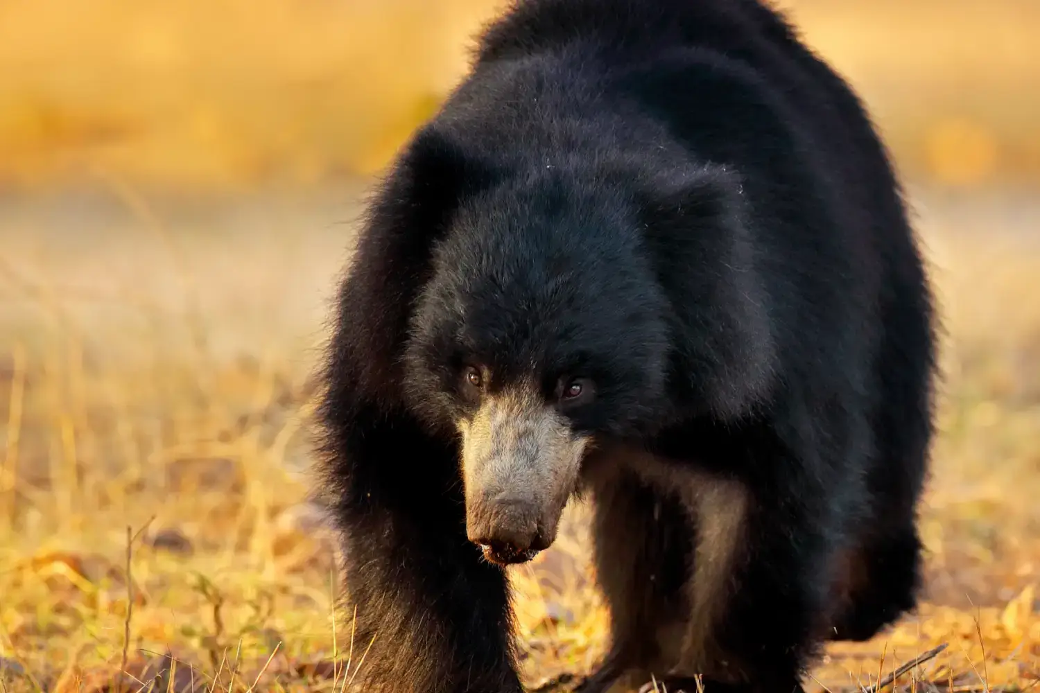 Sloth Bear-Wildlife Animals in Kanha