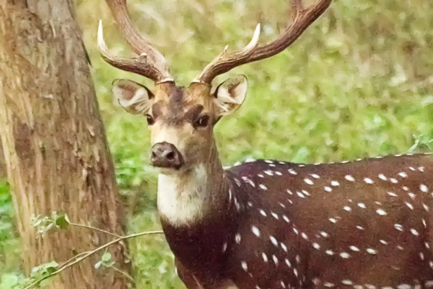 Chital Deer- Wildlife in Kanha