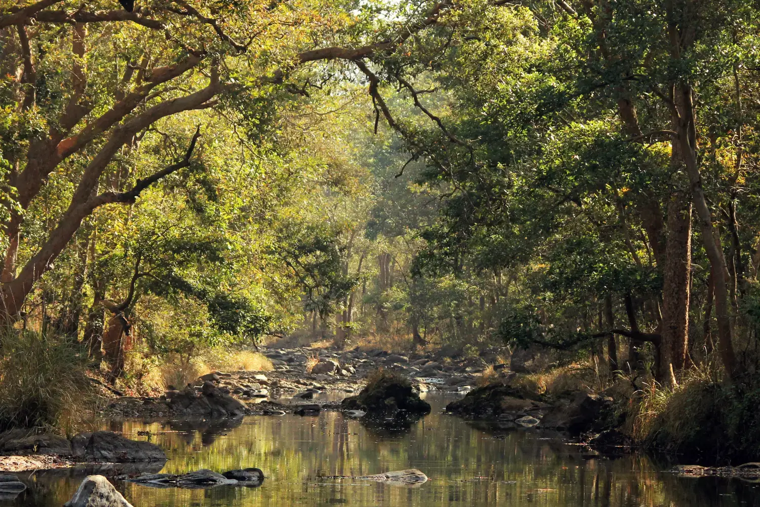 Best Time to Visit Kanha