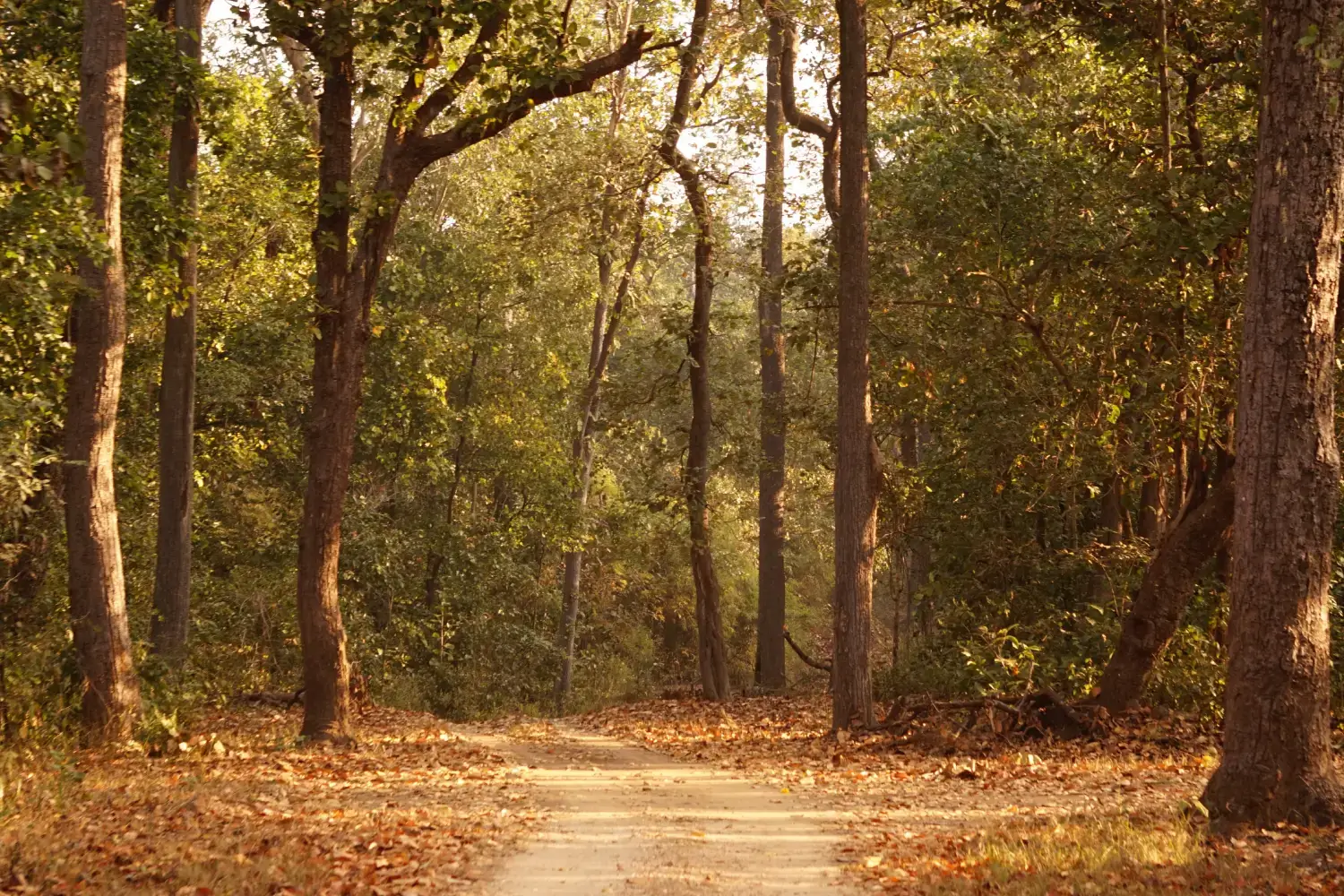 Flora in Kanha Tiger Reserve