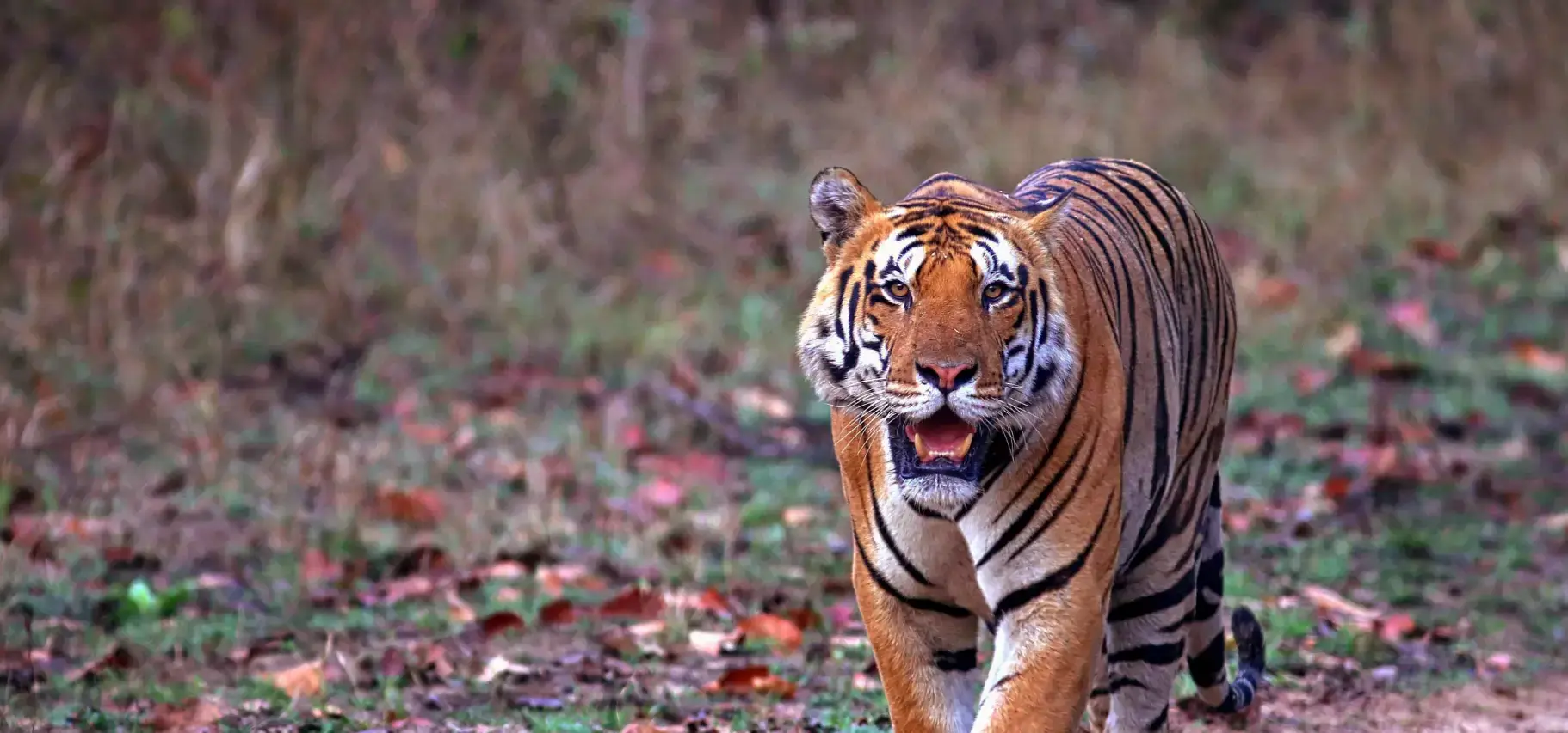 Kanha National Park