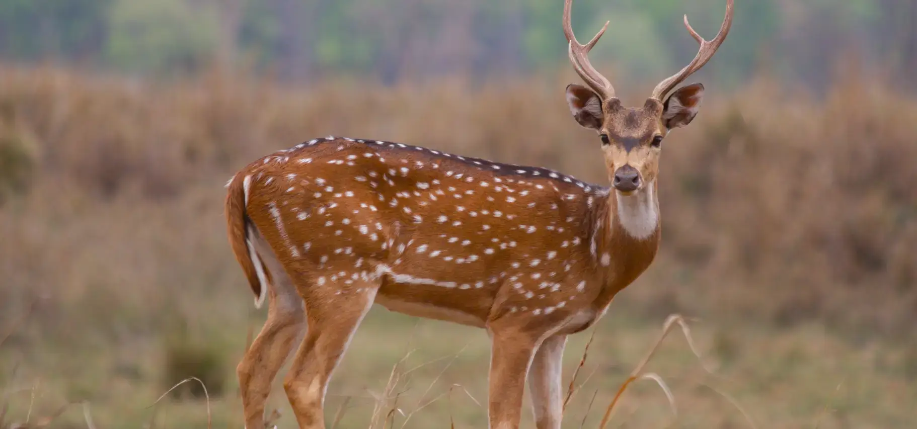 Kanha Tiger Reserve Madhya Pradesh