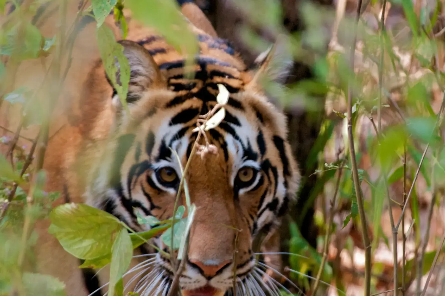 Kanha National Park Tiger Safari