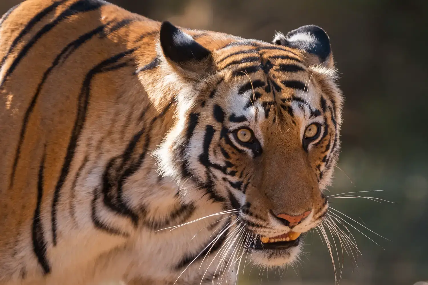 Bandhavgarh National Park